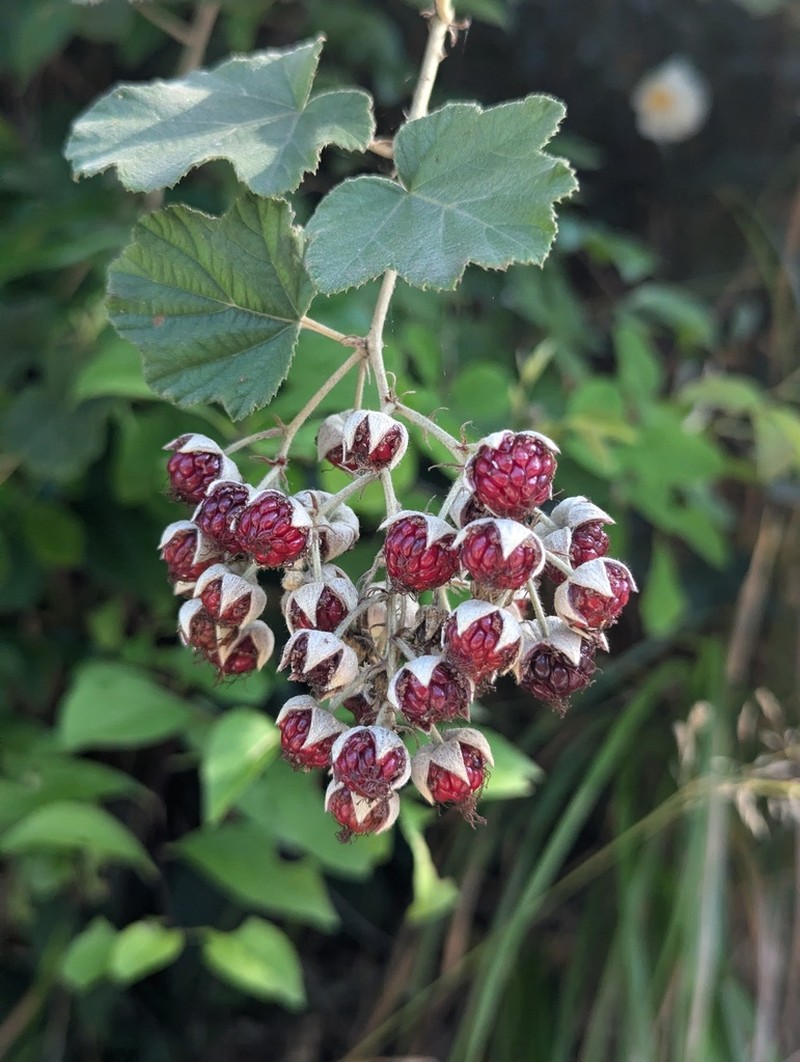 Rubus tephrodes photo 3