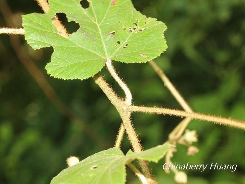 Rubus tephrodes photo 6
