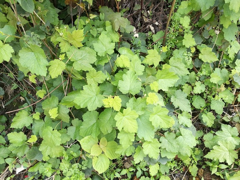 Rubus tephrodes photo 7