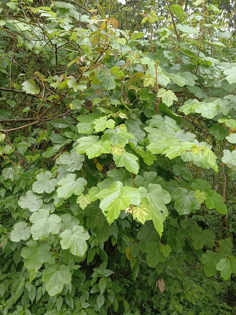 Rubus tephrodes photo 8
