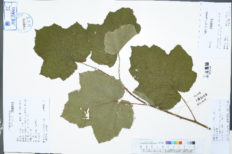 Rubus tephrodes var. ampliflorus photo 2