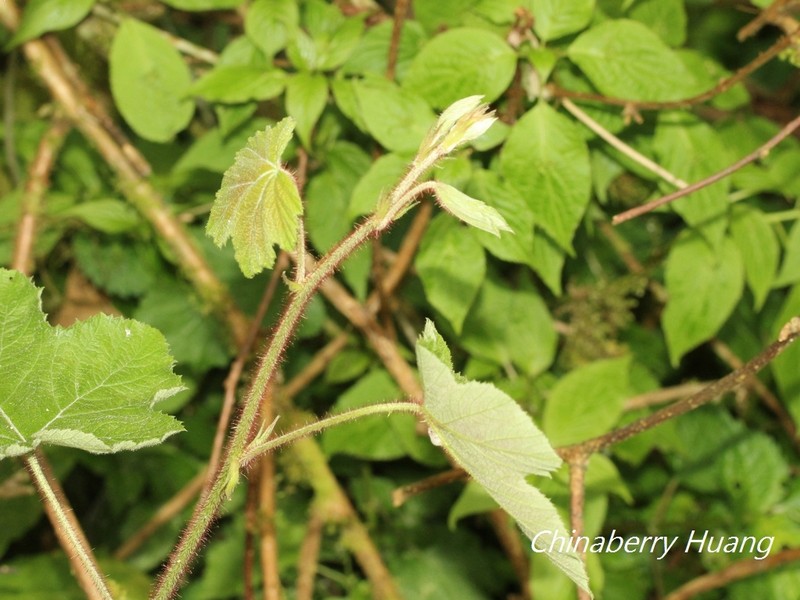 Rubus tephrodes var. setosissimus