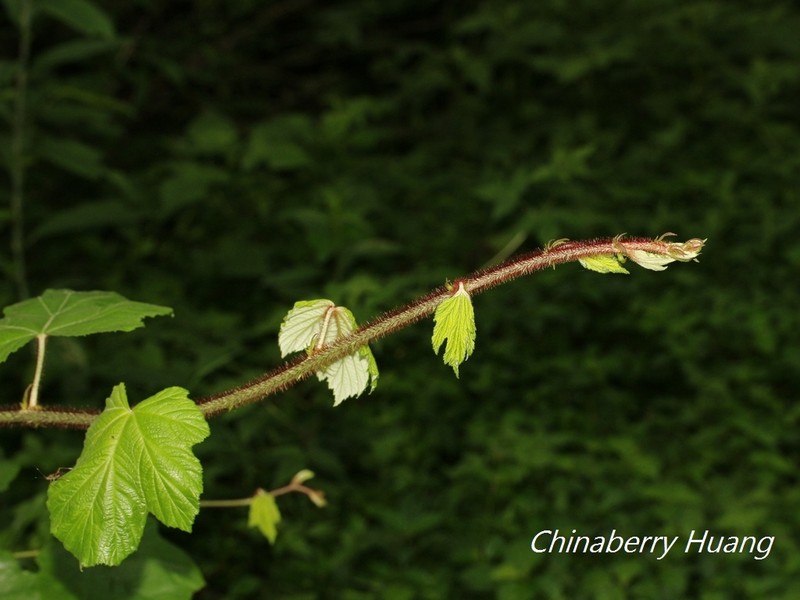 Rubus tephrodes var. setosissimus photo 2