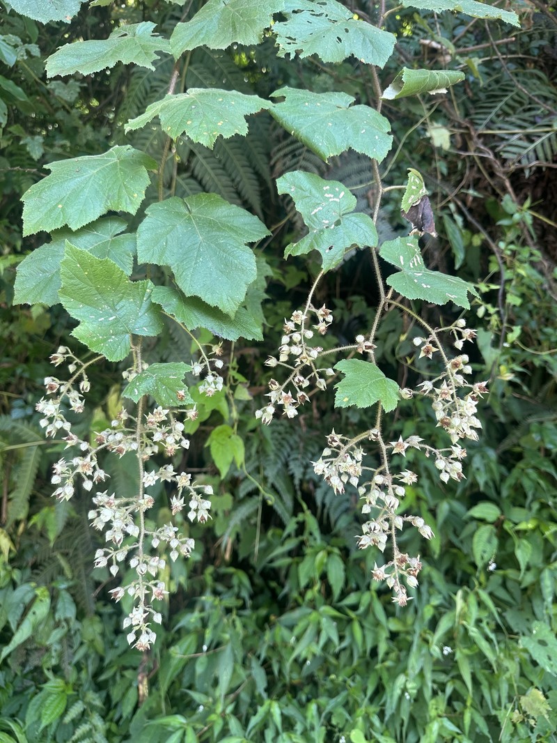 Rubus tephrodes var. setosissimus photo 3