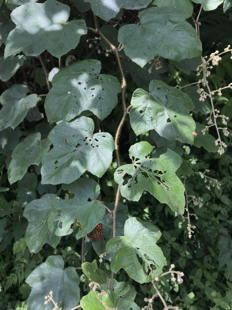 Rubus tephrodes var. setosissimus photo 4