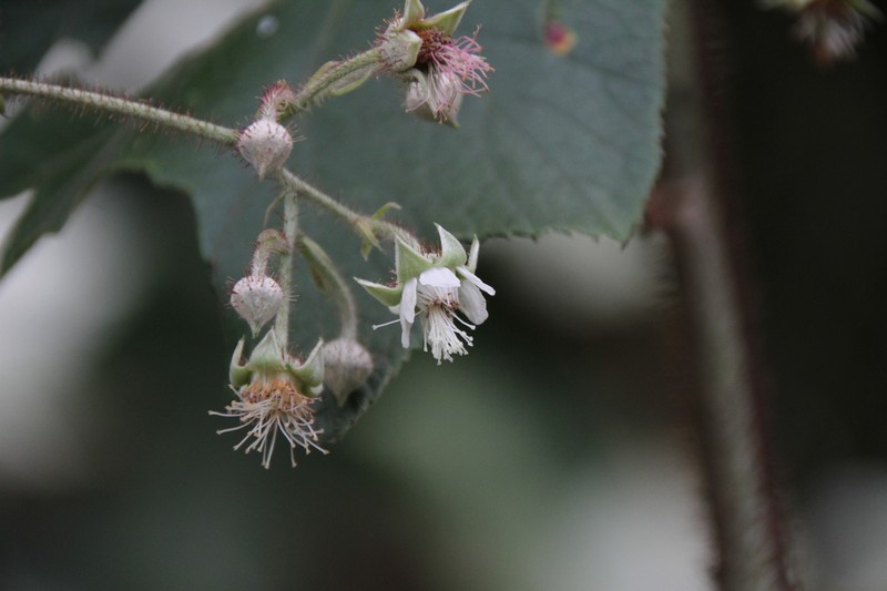 Rubus tephrodes var. setosissimus photo 5
