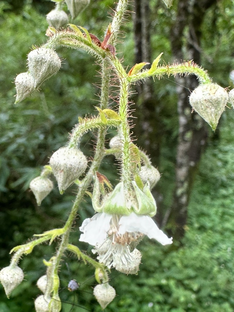 Rubus tephrodes var. setosissimus photo 6