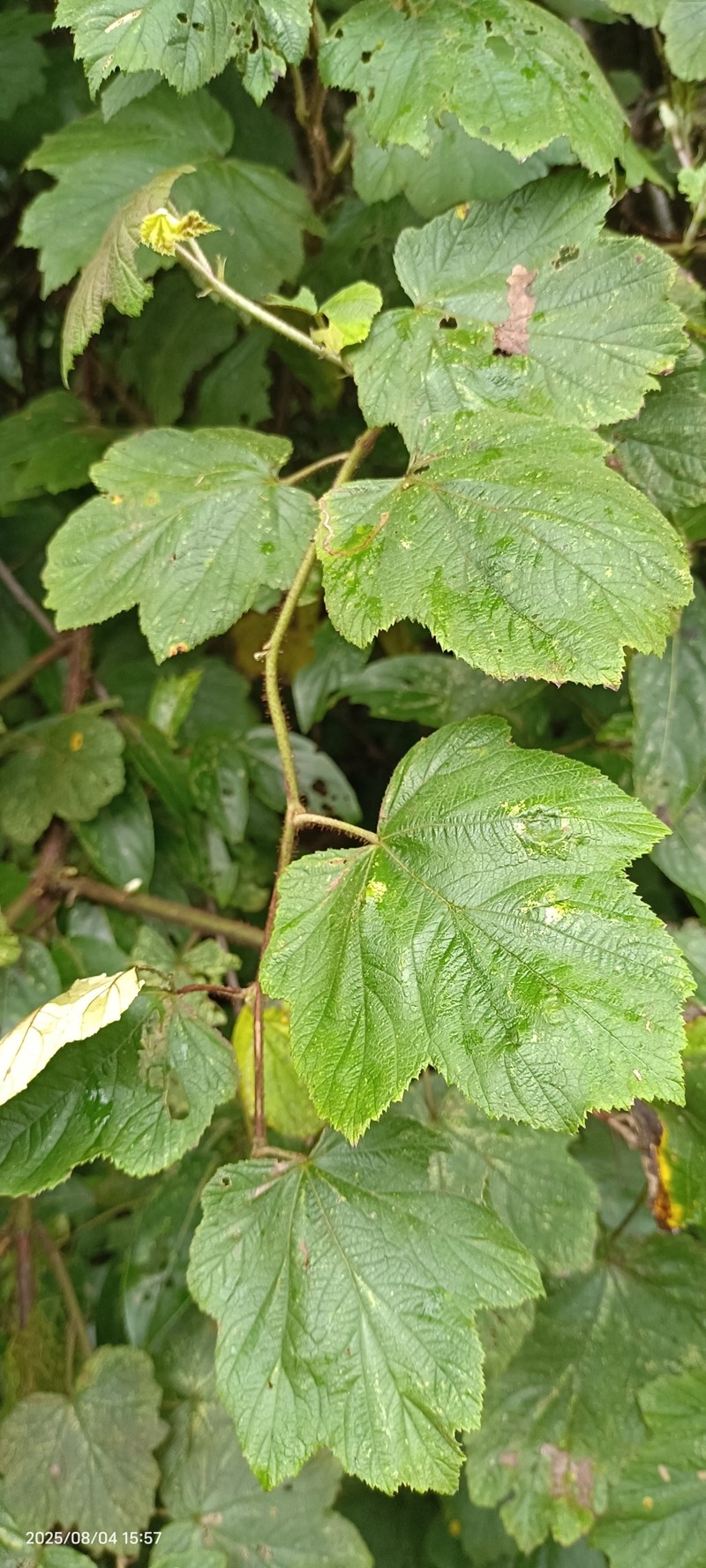 Rubus tephrodes var. setosissimus photo 8