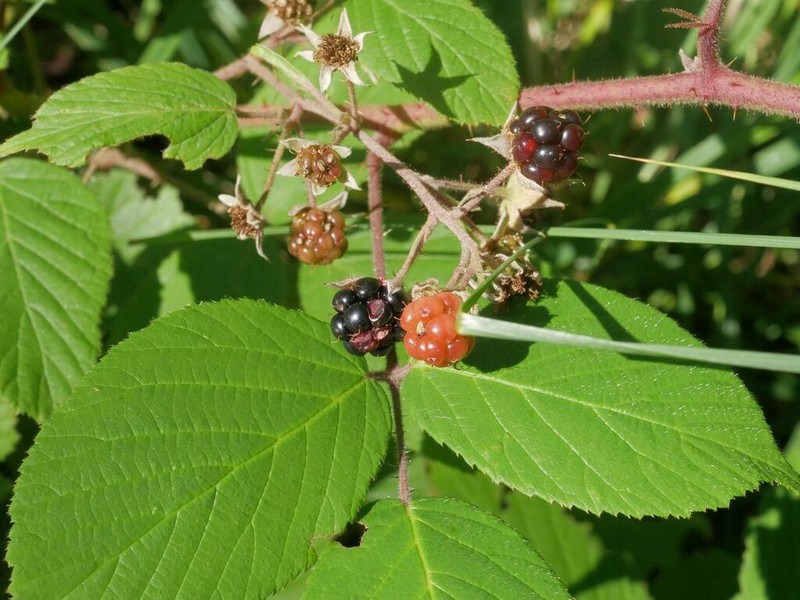 Rubus tereticaulis photo 3