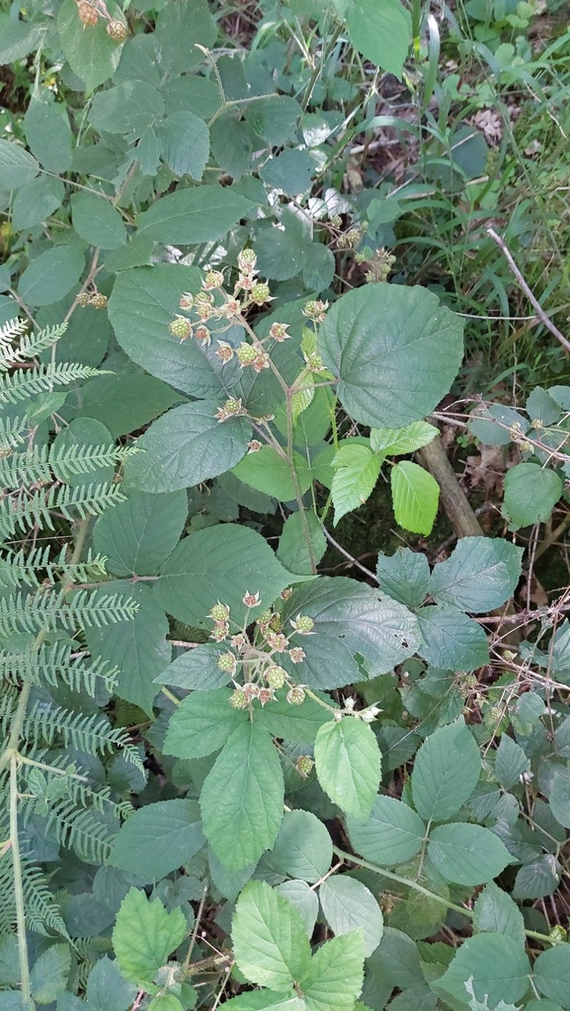 Rubus tereticaulis photo 4