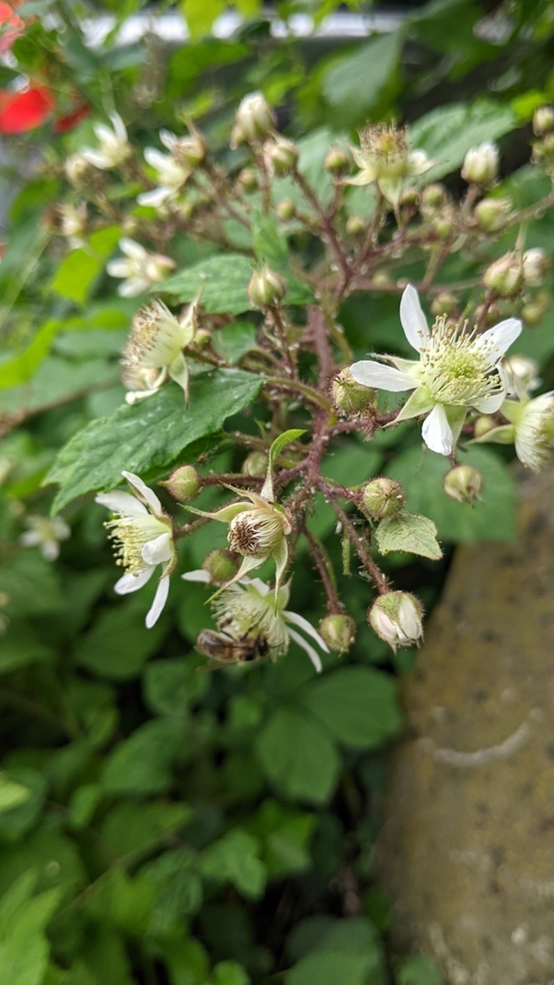 Rubus tereticaulis photo 5