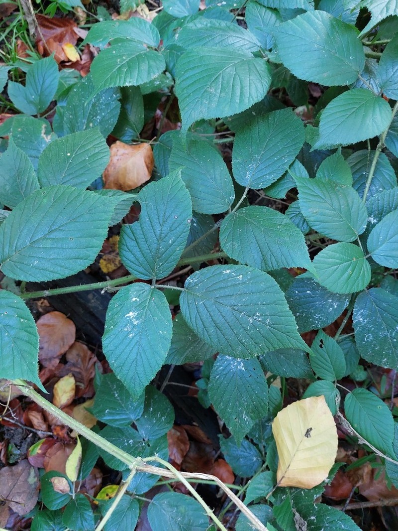 Rubus tereticaulis photo 6