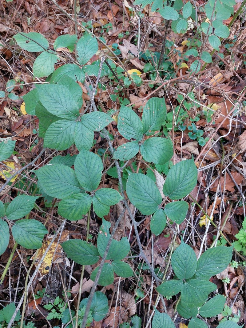 Rubus tereticaulis photo 7