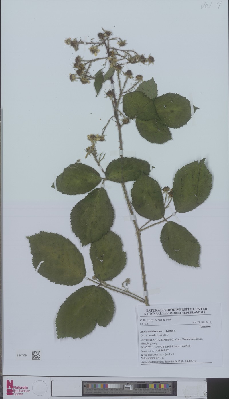 Rubus teretiusculus