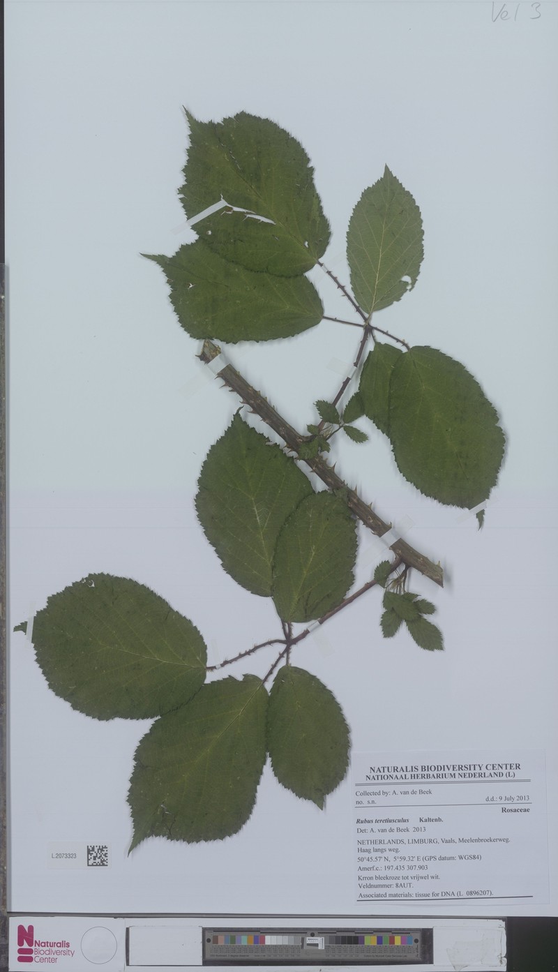 Rubus teretiusculus photo 2