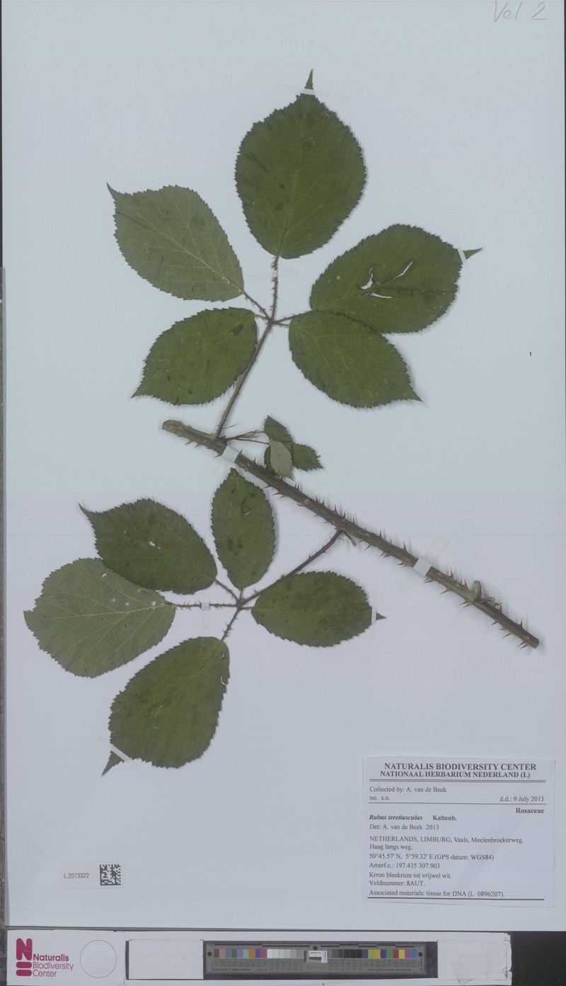 Rubus teretiusculus photo 3