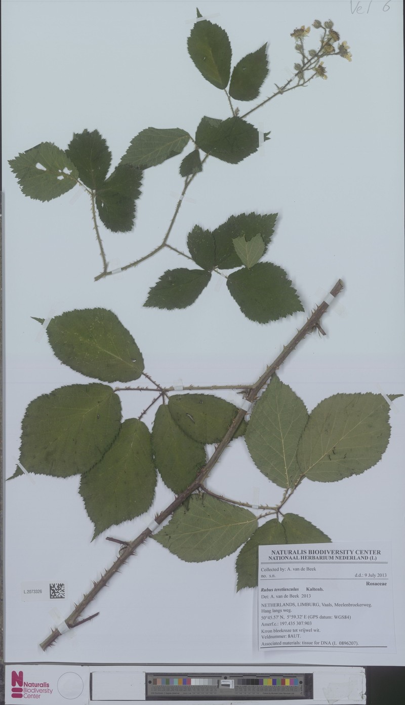 Rubus teretiusculus photo 4