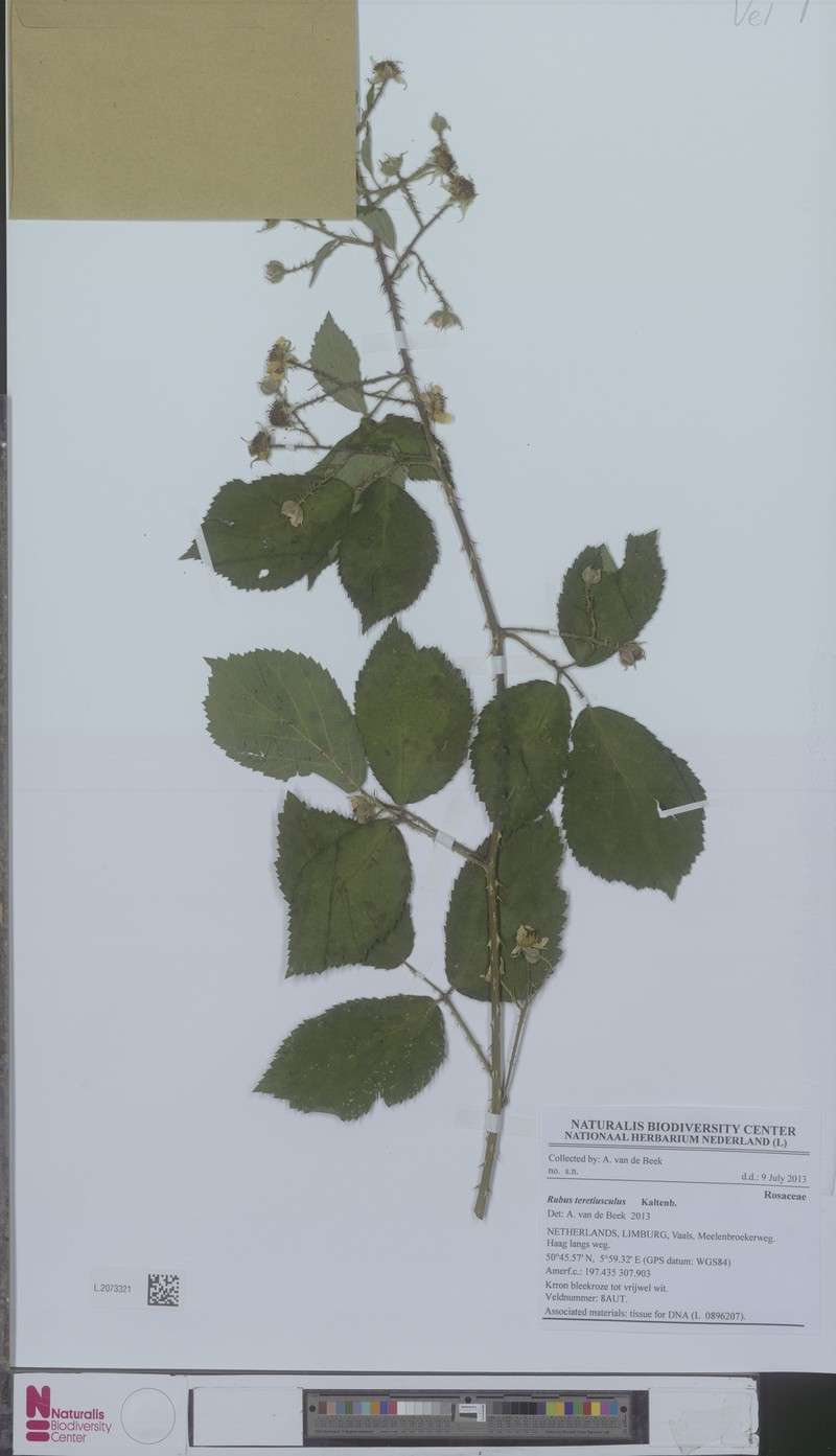 Rubus teretiusculus photo 5