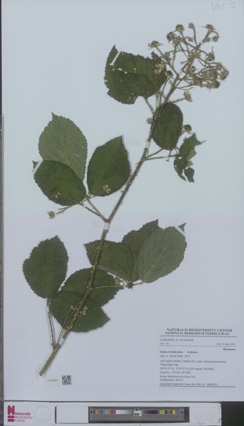 Rubus teretiusculus photo 6