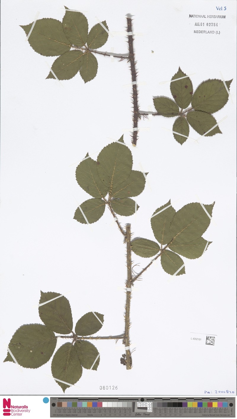 Rubus teretiusculus photo 7
