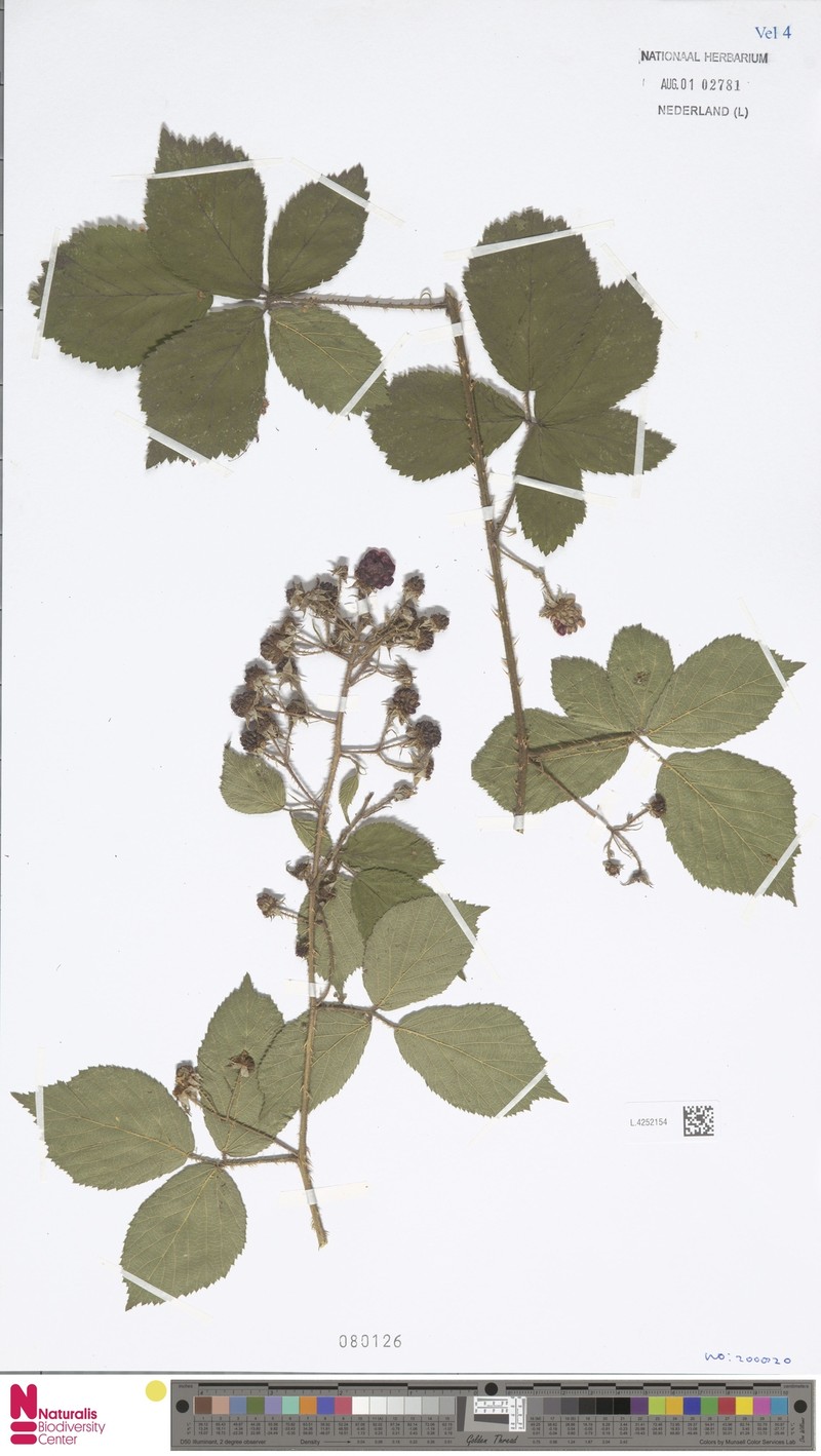 Rubus teretiusculus photo 8