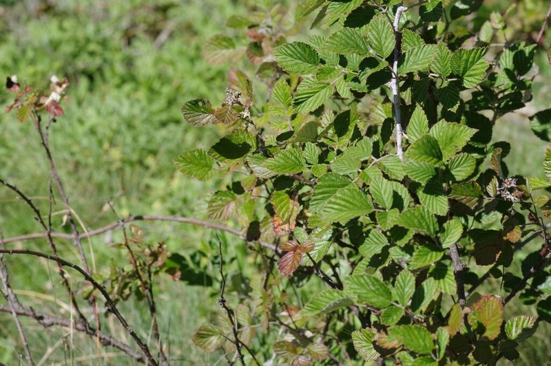 Rubus thaumasius
