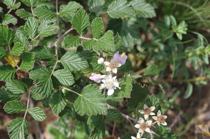 Rubus thaumasius photo 2