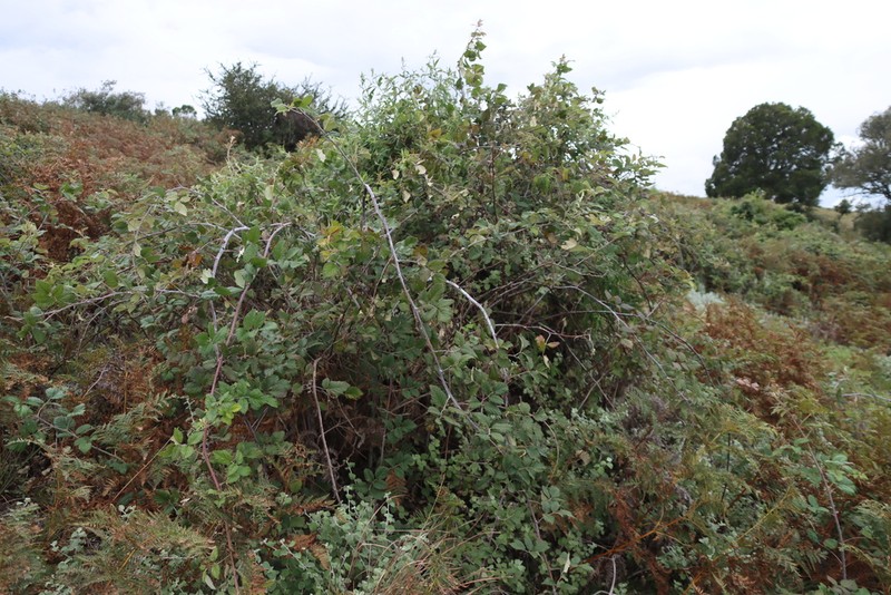 Rubus thaumasius photo 3