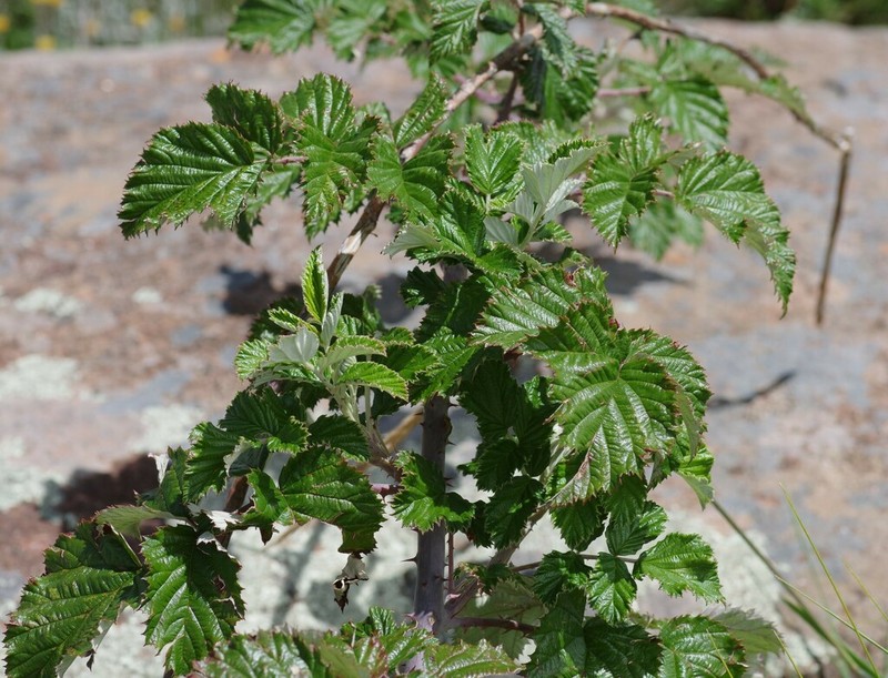 Rubus thaumasius photo 4