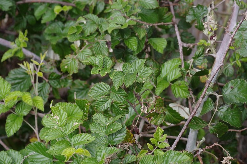 Rubus thaumasius photo 5