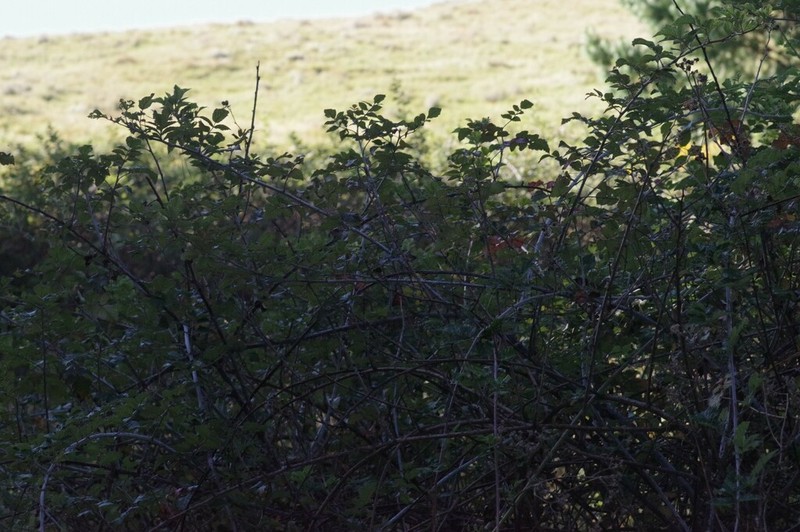 Rubus thaumasius photo 6