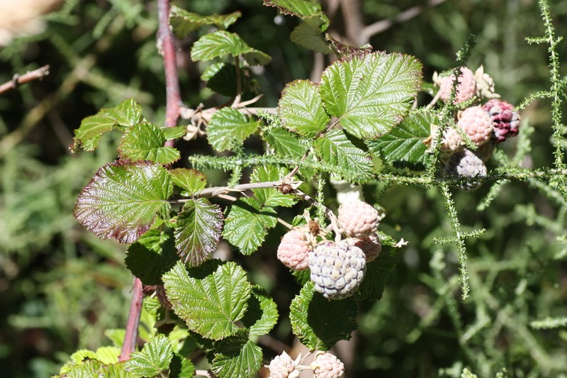 Rubus thaumasius photo 8