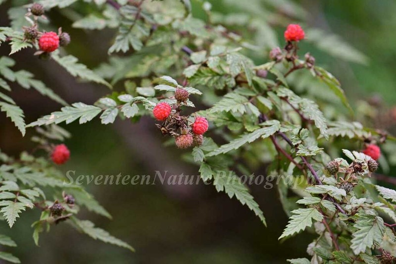 Rubus thibetanus photo 2