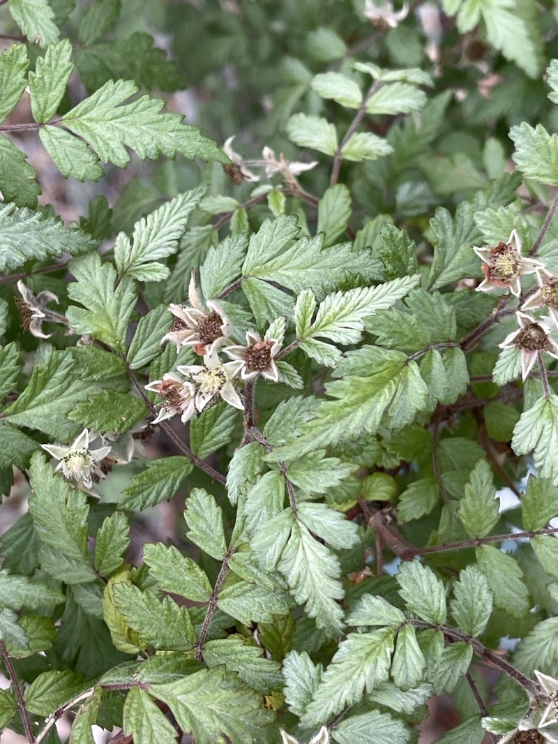 Rubus thibetanus photo 3