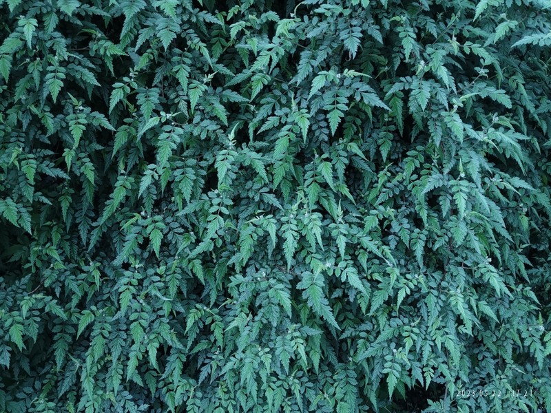 Rubus thibetanus photo 4