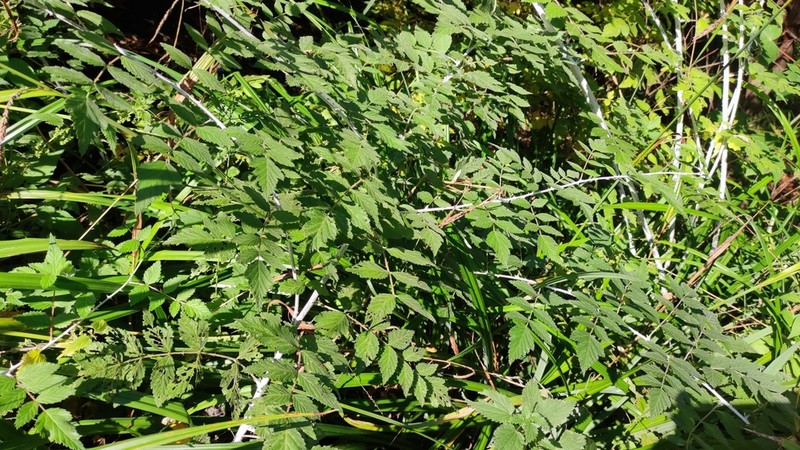 Rubus thibetanus photo 5