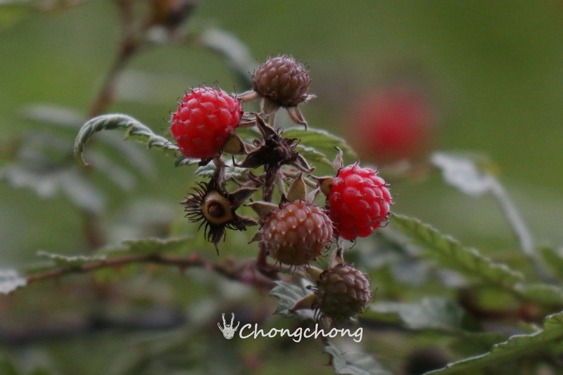 Rubus thibetanus photo 6