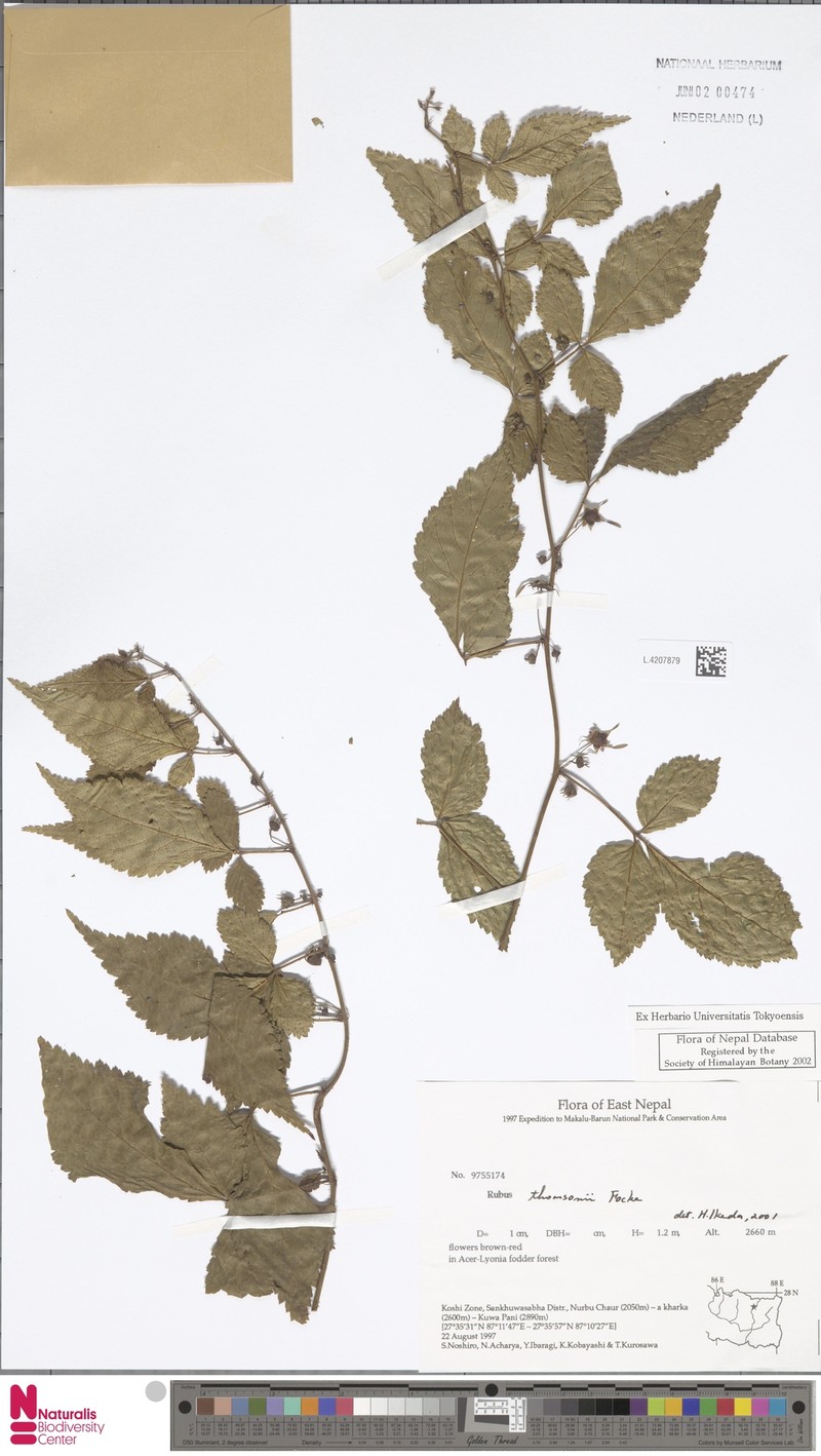 Rubus thomsonii