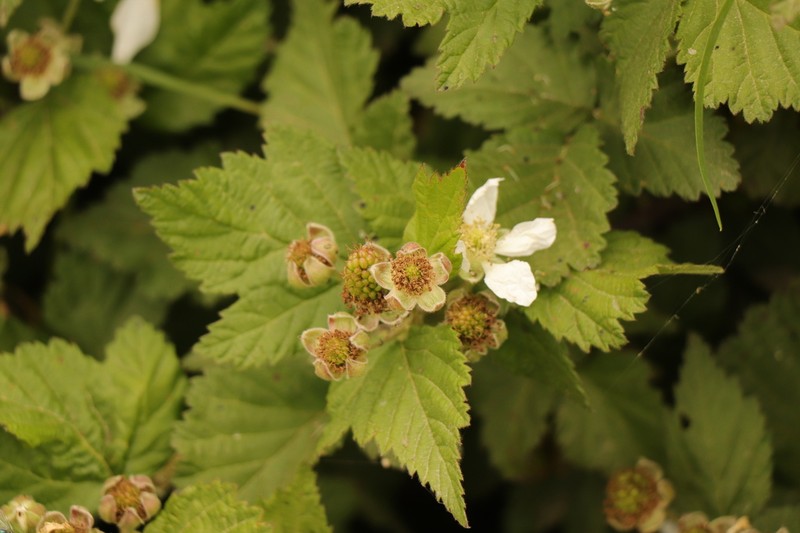 Rubus titanus