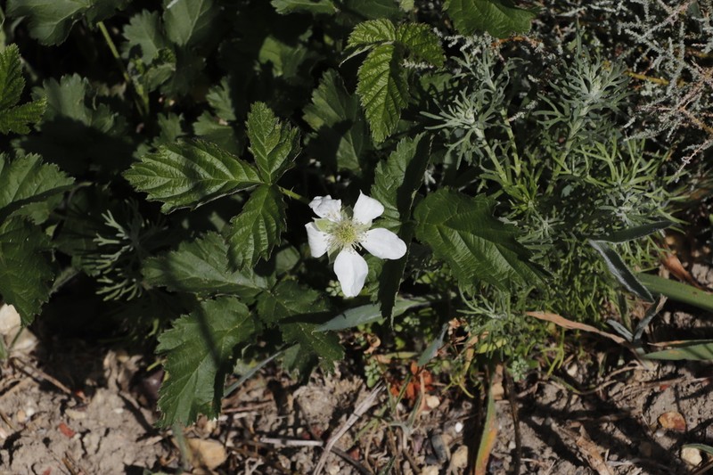 Rubus titanus photo 2