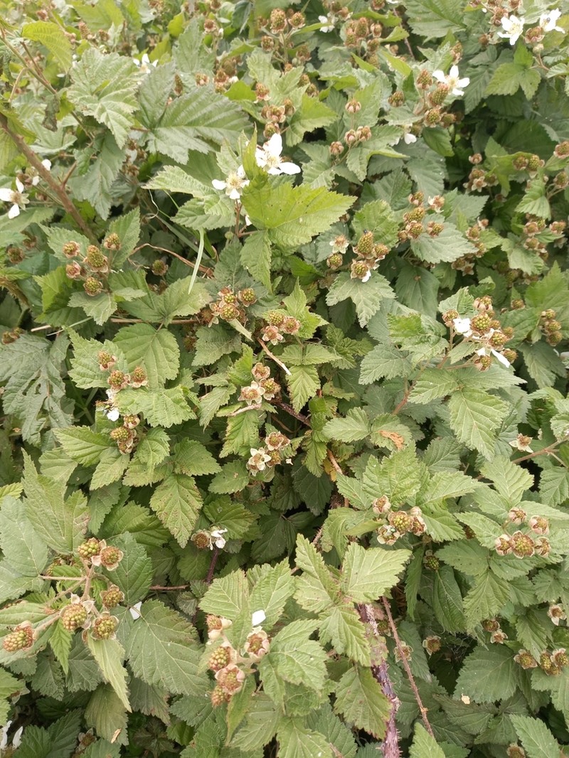 Rubus titanus photo 4
