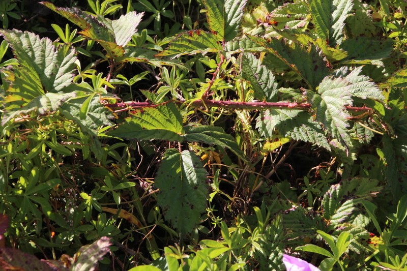 Rubus titanus photo 5