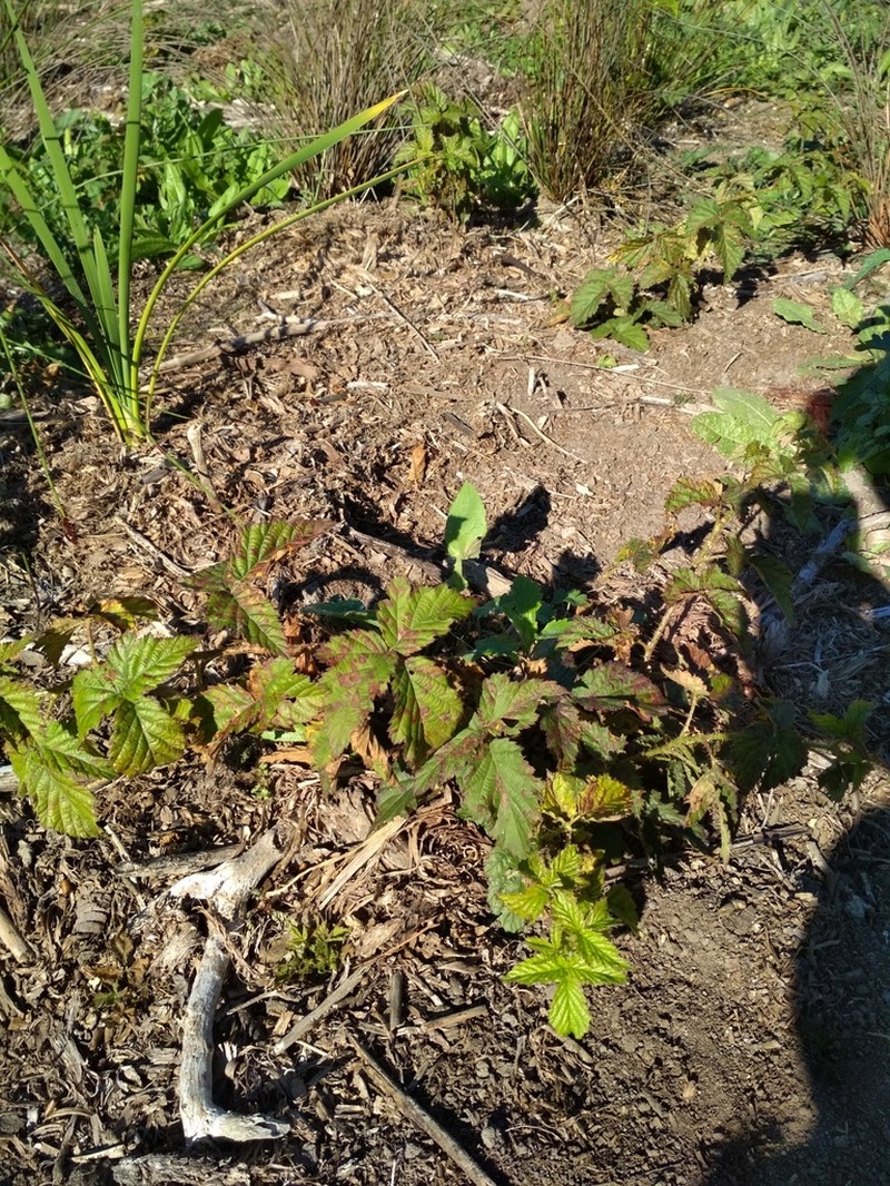 Rubus titanus photo 6