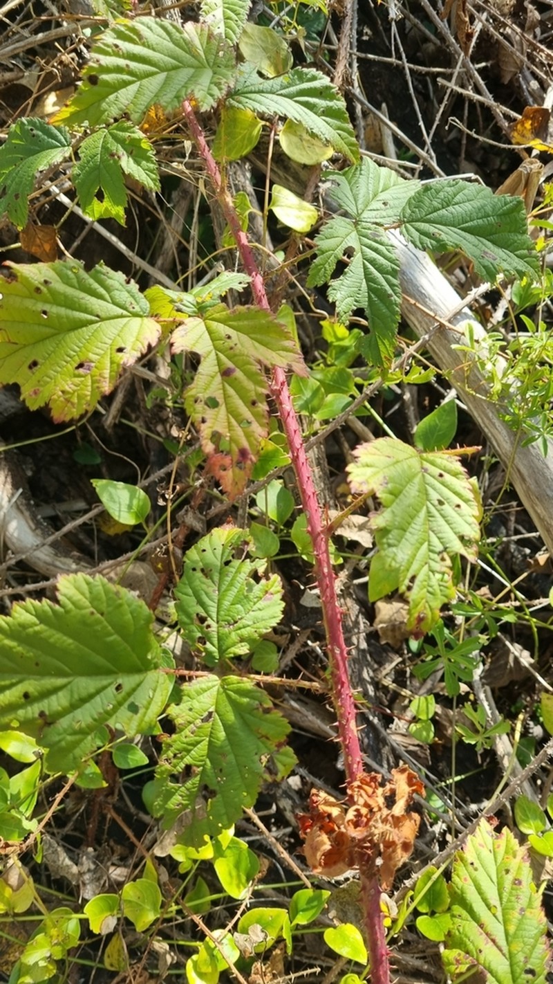 Rubus titanus photo 7