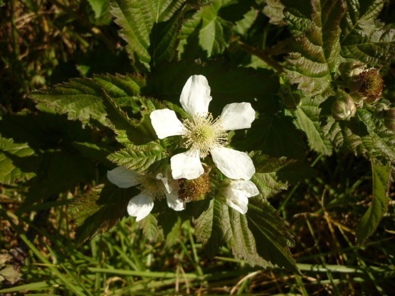 Rubus titanus photo 8