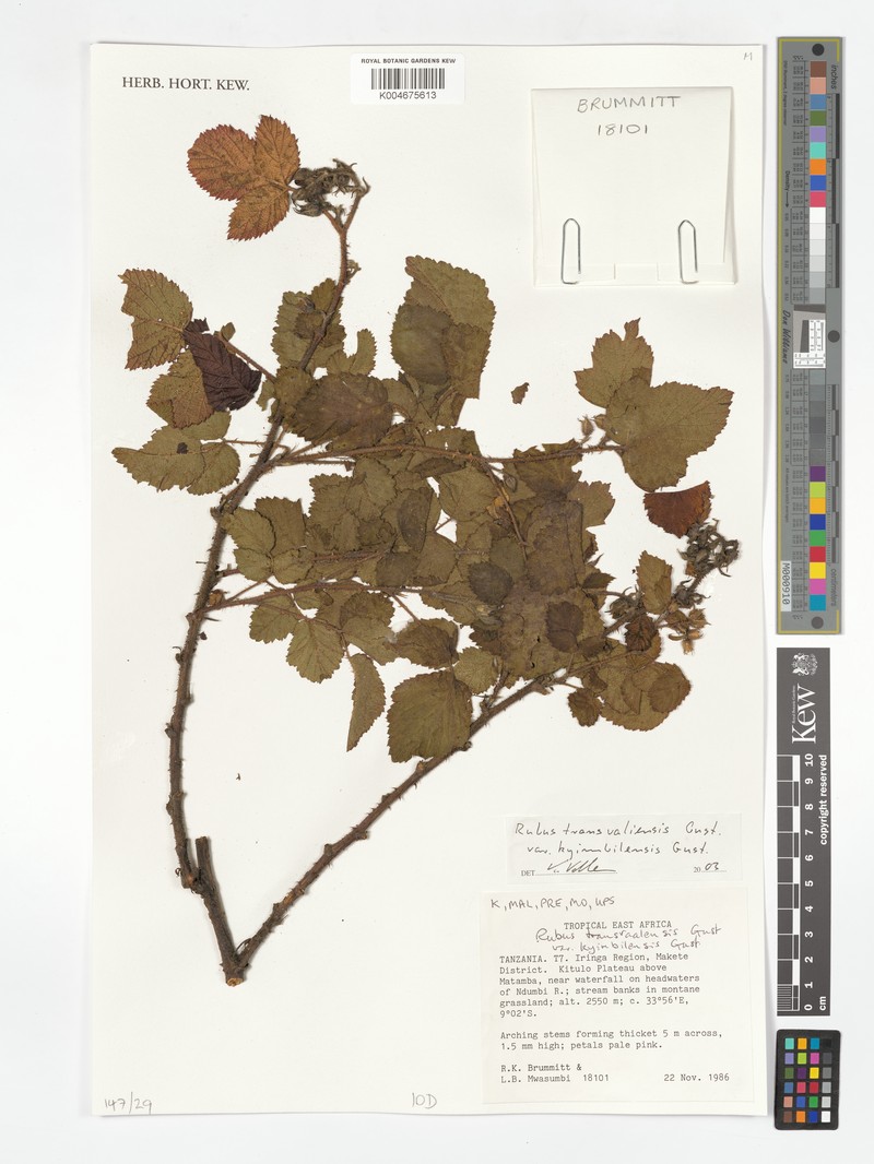Rubus transvaliensis var. kyimbilensis