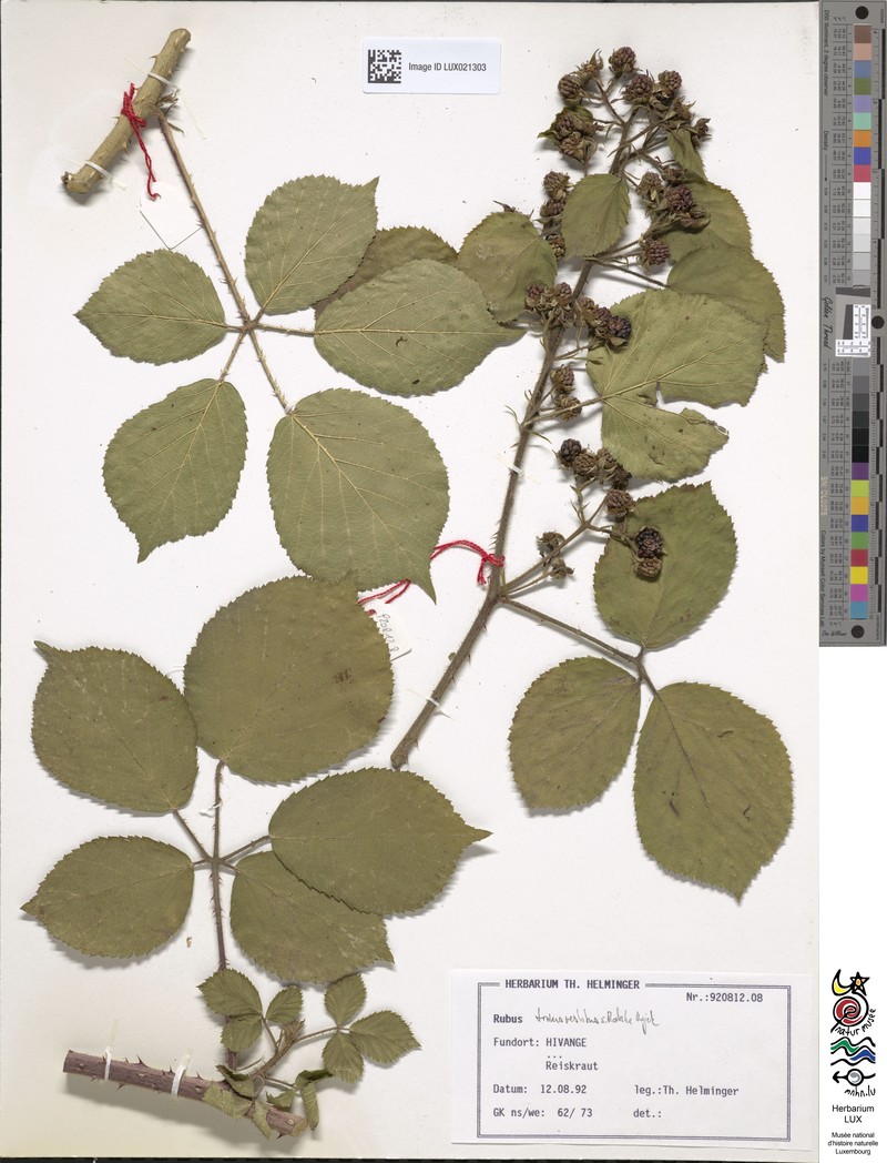 Rubus transvestitus