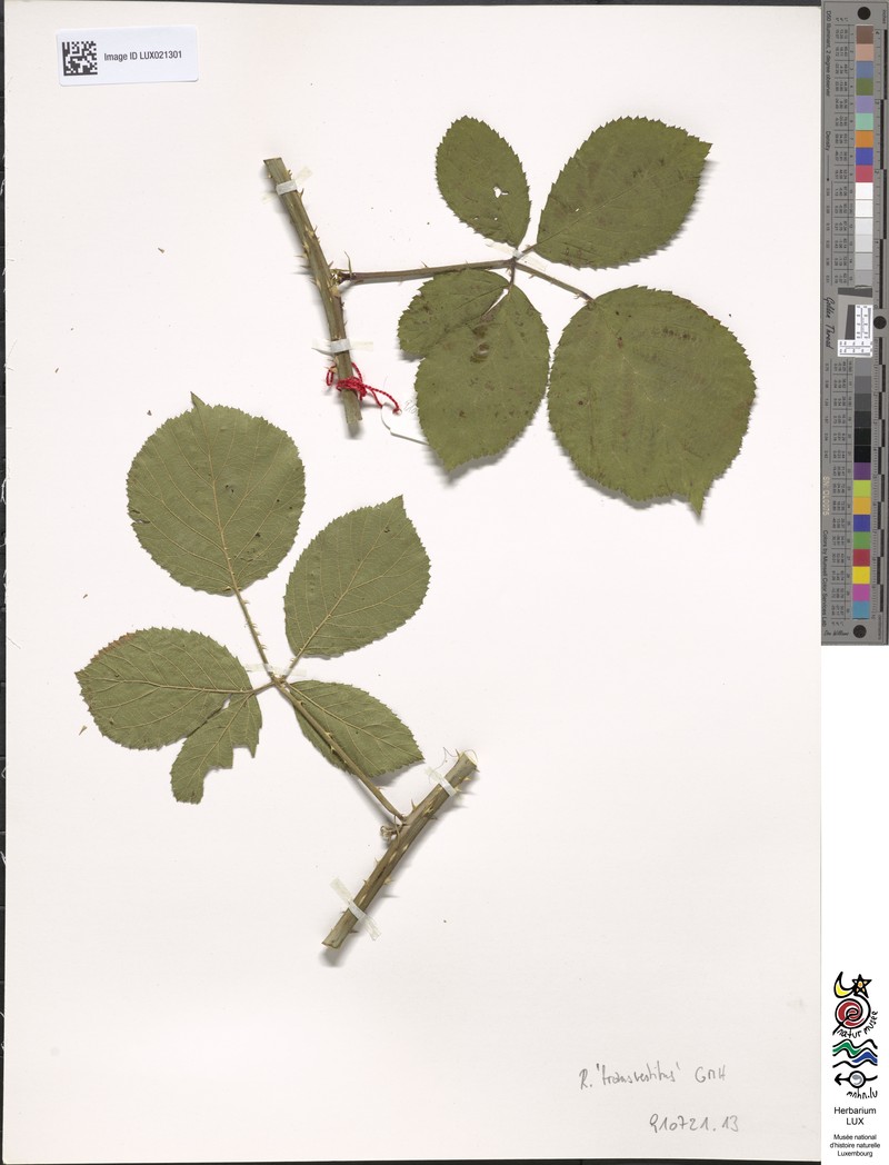 Rubus transvestitus photo 2