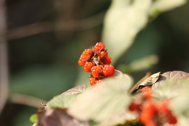 Rubus treutleri photo 2