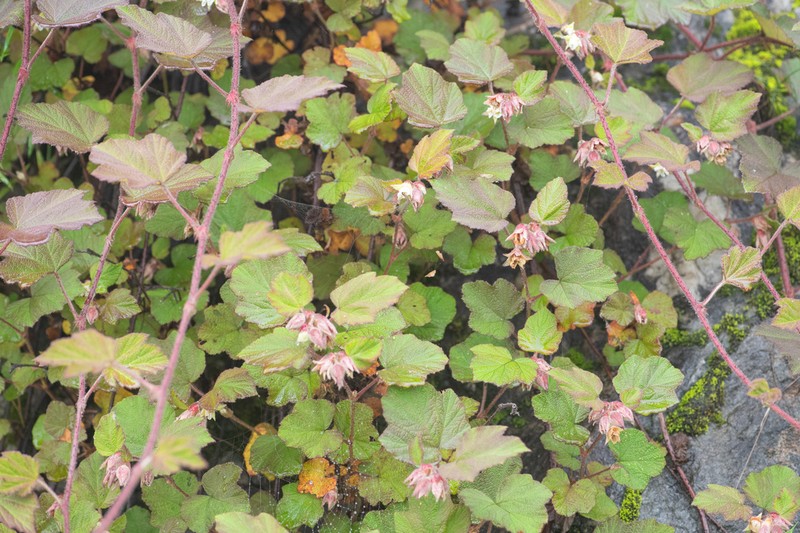Rubus treutleri photo 3